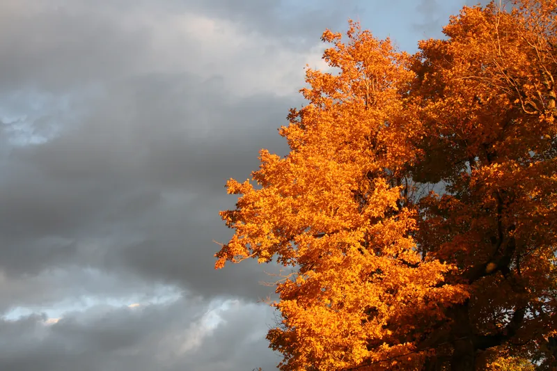A maple in full fall color at Thompson Park, Watertown
