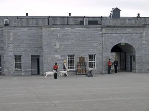 The Fort Henry Guard walking the fort's goats across the parade square in Kingston