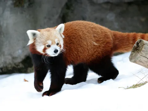 A red panda in the snow at the Rosamond Gifford Zoo in Syracuse