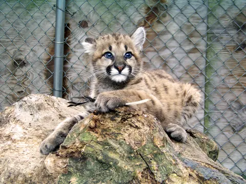 A mountain lion kitten at Zoo New York in Thompson Park